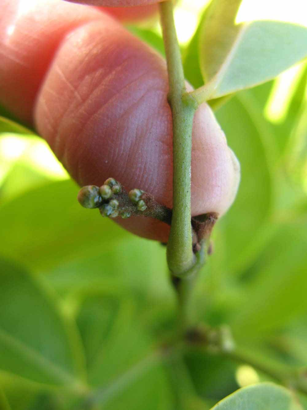              Petiole (Winter Haven, FL)       